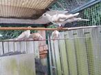Lachduifjes / Tortelduifjes / Roosduifjes, Dieren en Toebehoren, Meerdere dieren, Tortelduif