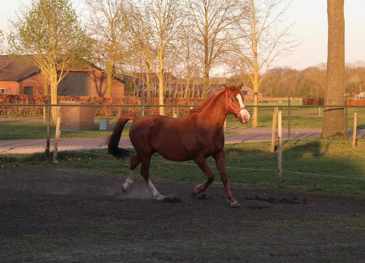 Leuke E pony!, Dieren en Toebehoren, Pony's, Merrie, L, E pony (1.48m - 1.57m), Recreatiepony, 11 jaar of ouder