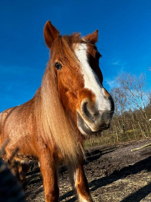 Gezocht: verzorger voor C-pony (1.35), Hobby en Vrije tijd, Overige Hobby en Vrije tijd, Ophalen of Verzenden