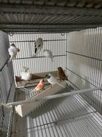 Super mooi kanari, Dieren en Toebehoren, Vogels | Kanaries, Mannelijk