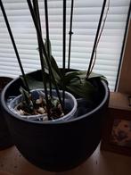 Orchideeën in grote pot jonge stekjes, Huis en Inrichting, Kamerplanten, Overige soorten, In pot, Minder dan 100 cm, Bloeiende kamerplant