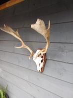 Verschillende damhert geweien, Ophalen, Gebruikt, Hert, Schedel