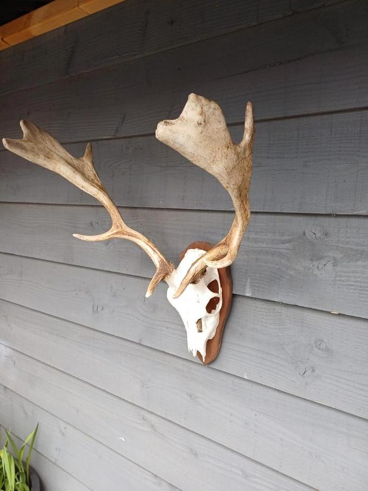 Verschillende damhert geweien, Verzamelen, Dierenverzamelingen, Gebruikt, Schedel, Hert, Ophalen