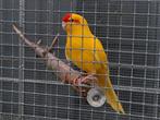 Rvh kakarikies man, Dieren en Toebehoren, Mannelijk, Parkiet, Geringd