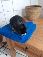 Dwergkonijn, Dieren en Toebehoren, Konijnen, Vrouwelijk, Dwerg, 0 tot 2 jaar