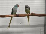 1-1 Malabar parkieten, Dieren en Toebehoren, Vogels | Parkieten en Papegaaien, Meerdere dieren, Parkiet