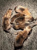 Mechelse Herders X Hollandse Herders 1 reutje beschikbaar, Rabiës (hondsdolheid), 8 tot 15 weken, Meerdere, Meerdere dieren