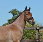 4 jarige D pony roan, Dieren en Toebehoren, Pony's, Merrie, B, 3 tot 6 jaar, Gechipt