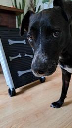 Telescopische loopplank hond inschuifbaar Nieuwstaat, Ophalen of Verzenden, Zo goed als nieuw