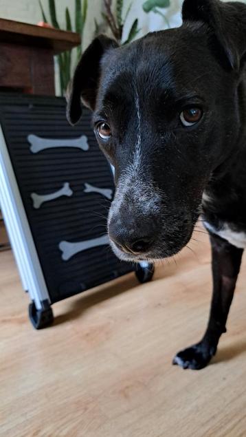 Telescopische loopplank hond inschuifbaar Nieuwstaat beschikbaar voor biedingen