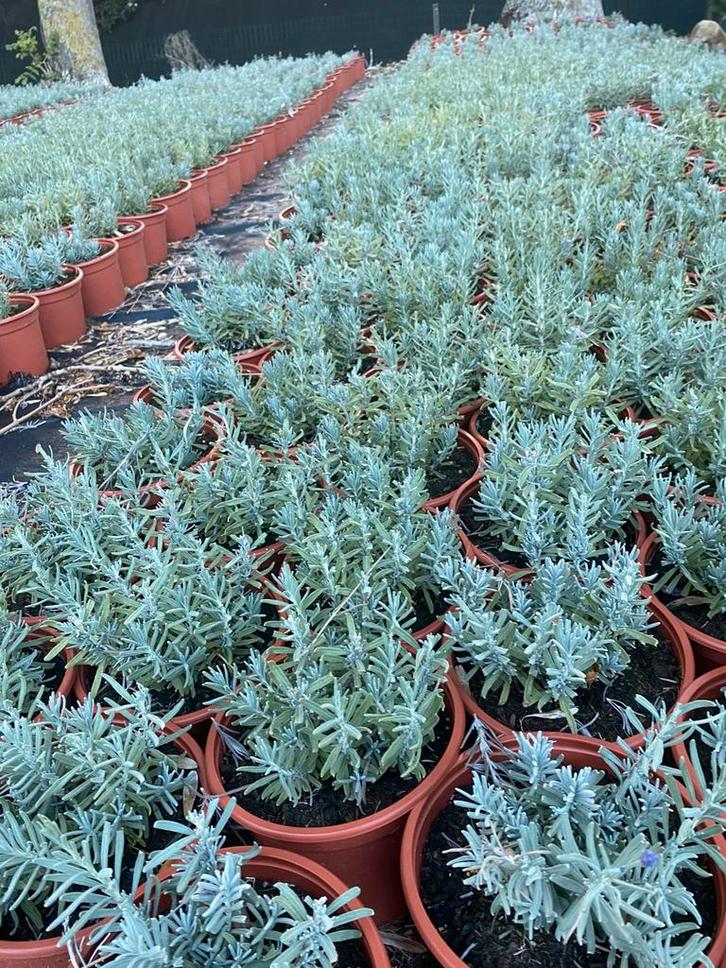 Lavendel hidcote paars winterhard in20cmpot €1 wit€2, Tuin en Terras, Planten | Tuinplanten, Overige soorten, Volle zon, Ophalen