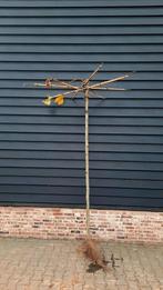 Dakplataan Platanus Hispanica Dakboom🌿🌳, Ophalen, Volle zon, Overige soorten