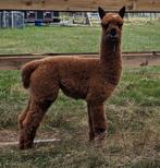 Alpaca merrie met hengst veulen, Dieren en Toebehoren, Overige Dieren, Juni, Meerdere dieren