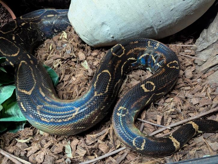 (Kweek)Koppel Boa Constrictor Imperator het. Leopard