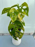 Monstera Adansonii Aurea Variegated P14, Overige soorten, In pot, Minder dan 100 cm, Groene kamerplant