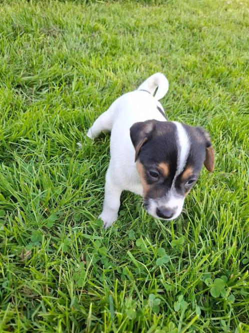 Nog één driekleurige boerenfox puppy( reutje), Dieren en Toebehoren, Honden | Jack Russells en Terriërs, Meerdere dieren, Overige rassen