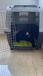 Dog crate / Hondenbench, Ophalen of Verzenden, Zo goed als nieuw, 75 tot 110 cm