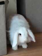 Konijn voedster, Dieren en Toebehoren, Konijnen, Vrouwelijk, Dwerg, Hangoor, 0 tot 2 jaar