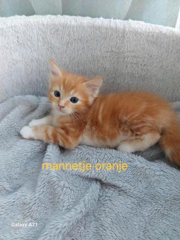 Maincoon kittens  mogen bijna verhuizen   beschikbaar voor biedingen