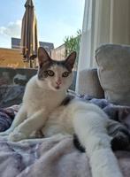 Poes Lilly (2 jaar, gesteriliseerd), Poes, Kortharig, 0 tot 2 jaar