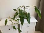 Philodendron Green Emerald, Ophalen, Overige soorten, Minder dan 100 cm