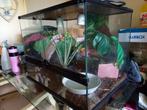 Terrarium plus Waterbakken en in richting plus verlichting ., Dieren en Toebehoren, Reptielen en Amfibieën | Toebehoren, Ophalen of Verzenden