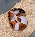 1.0 Orange Dream Pied ball python regius te koop, Dieren en Toebehoren, Reptielen en Amfibieën, Slang, Tam, 0 tot 2 jaar