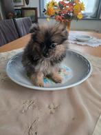 pomeriaan pupys 750 euro mooie en zijn kein, Meerdere, Meerdere dieren, Nederland, Particulier