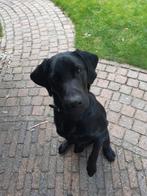 te koop labradorpup 7 maanden met nieuwe xxl bench en ytuig, Rabiës (hondsdolheid), 15 weken tot 1 jaar, Reu, Labrador retriever