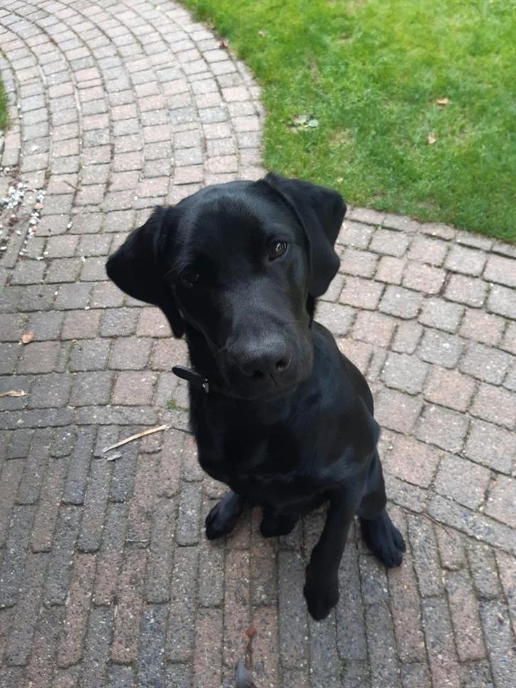 te koop labradorpup 7 maanden met nieuwe xxl bench en ytuig, Dieren en Toebehoren, Honden | Retrievers, Spaniëls en Waterhonden
