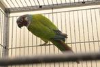 Pyrrhura Emma (vrouwelijk) Ring-Code (L781 NB24 002), Dieren en Toebehoren, Vogels | Parkieten en Papegaaien, Vrouwelijk, Parkiet