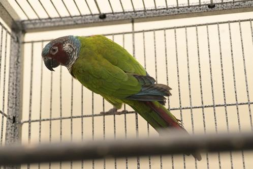 Pyrrhura Emma (vrouwelijk) Ring-Code (L781 NB24 002), Dieren en Toebehoren, Vogels | Parkieten en Papegaaien, Parkiet, Vrouwelijk