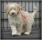 Labradoodle medium pups teefjes en reutjes, Dieren en Toebehoren, Nederland, Overige rassen, 8 tot 15 weken, CDV (hondenziekte)
