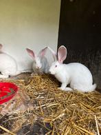 Zeer mooie duitse reuzen, Meerdere dieren, Groot, 0 tot 2 jaar
