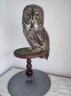 Lapland uil moet schoon worden gemaakt stof, Dieren en Toebehoren, Ophalen of Verzenden, Zo goed als nieuw