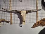 Longhoorn schedels - Decoratie - Dieren schedels