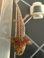 Baby Axolotl Axanthic- Laatste stuks!, Dieren en Toebehoren, Amfibie, 0 tot 2 jaar