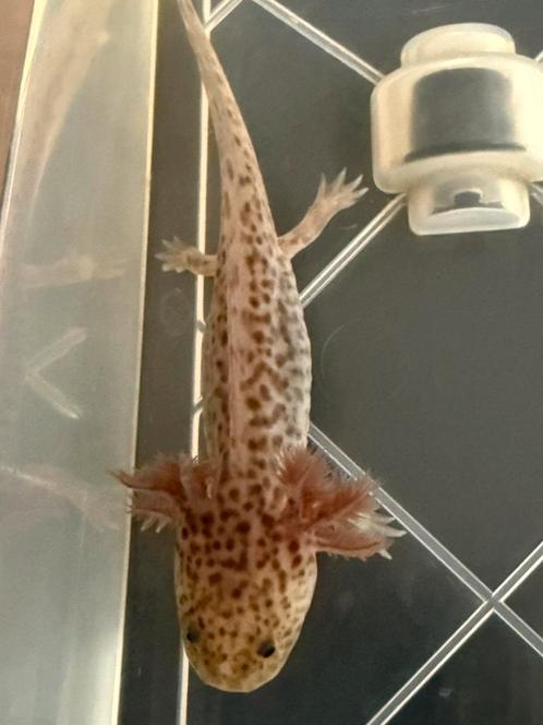 Baby Axolotl Axanthic- Laatste stuks!, Dieren en Toebehoren, Reptielen en Amfibieën, Amfibie, 0 tot 2 jaar
