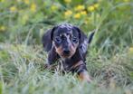 Dwerg teckel pups black merle, Dieren en Toebehoren, Rabiës (hondsdolheid), Reu, 8 tot 15 weken, Korthaar