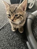 Kittens, Dieren en Toebehoren, Katten en Kittens | Overige Katten