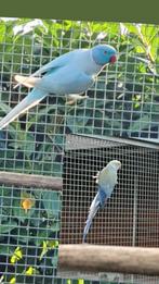 Kweekkoppel halsbanden, Meerdere dieren, Parkiet