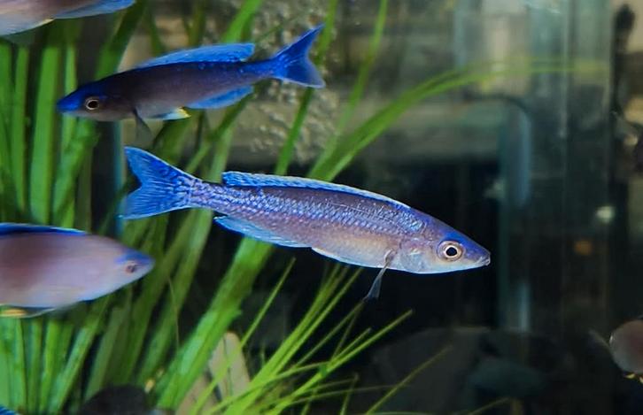 Cyprichromis Leptosoma Chituta Neon head - Tanganyika, Dieren en Toebehoren, Vissen | Aquariumvissen, Vis