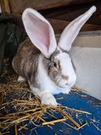 Konijn, Dieren en Toebehoren, Konijnen, Vrouwelijk, Groot, 0 tot 2 jaar