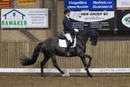 16 jarige merrie, Dieren en Toebehoren, Merrie, 160 tot 165 cm, Dressuurpaard, 3 tot 6 jaar