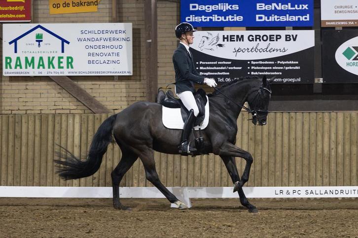 16 jarige merrie, Dieren en Toebehoren, Paarden, Merrie, 160 tot 165 cm, 3 tot 6 jaar, Dressuurpaard