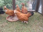 4 sabelpoot hennen samen voor 30 euro, Dieren en Toebehoren, Pluimvee, Vrouwelijk, Kip