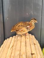 Alfred zoekt een huisje! (Japanse Kwartel), Dieren en Toebehoren, Pluimvee, Geslacht onbekend, Overige soorten