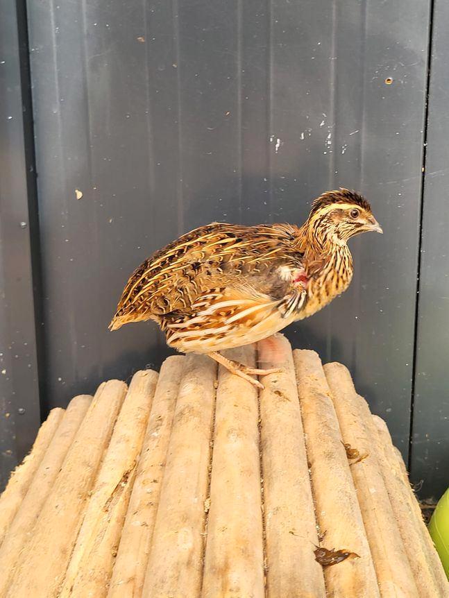 Alfred zoekt een huisje! (Japanse Kwartel), Dieren en Toebehoren, Pluimvee, Overige soorten, Geslacht onbekend