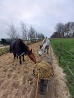 Stalhulp /bijbaan op paddock paradise, Diensten en Vakmensen, Dieren | Paarden | Verzorging, Oppas en Les, Stalling of Weidegang