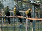 Witwang toerako - Tauraco leucotis, Meerdere dieren, Geringd
